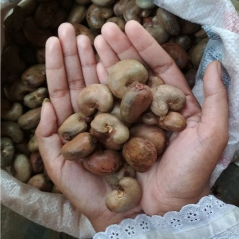 benih/ jambu monyet/1kg/bibit