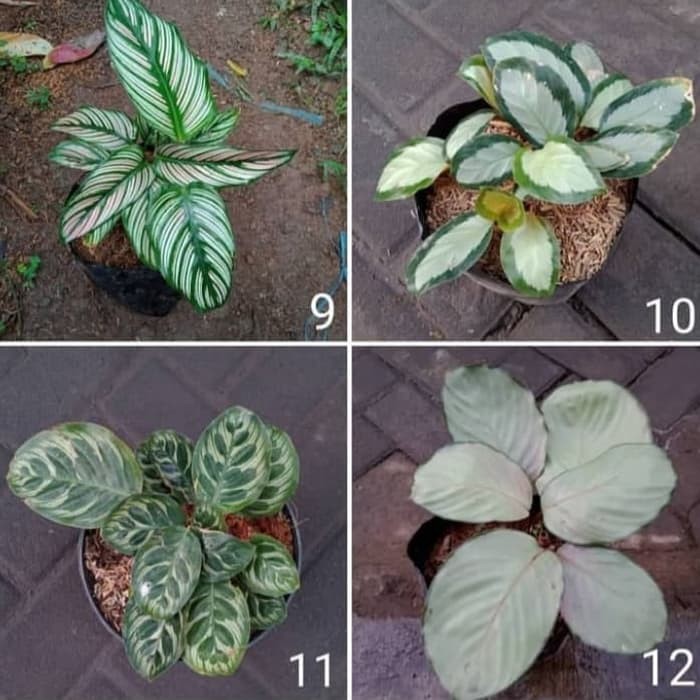 Paket Tanaman Hias 4 Calathea