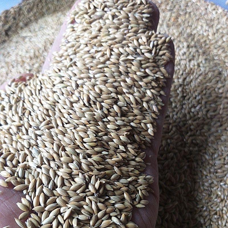 canary seed merk vita 1 kilogram pakan canary milet kenari