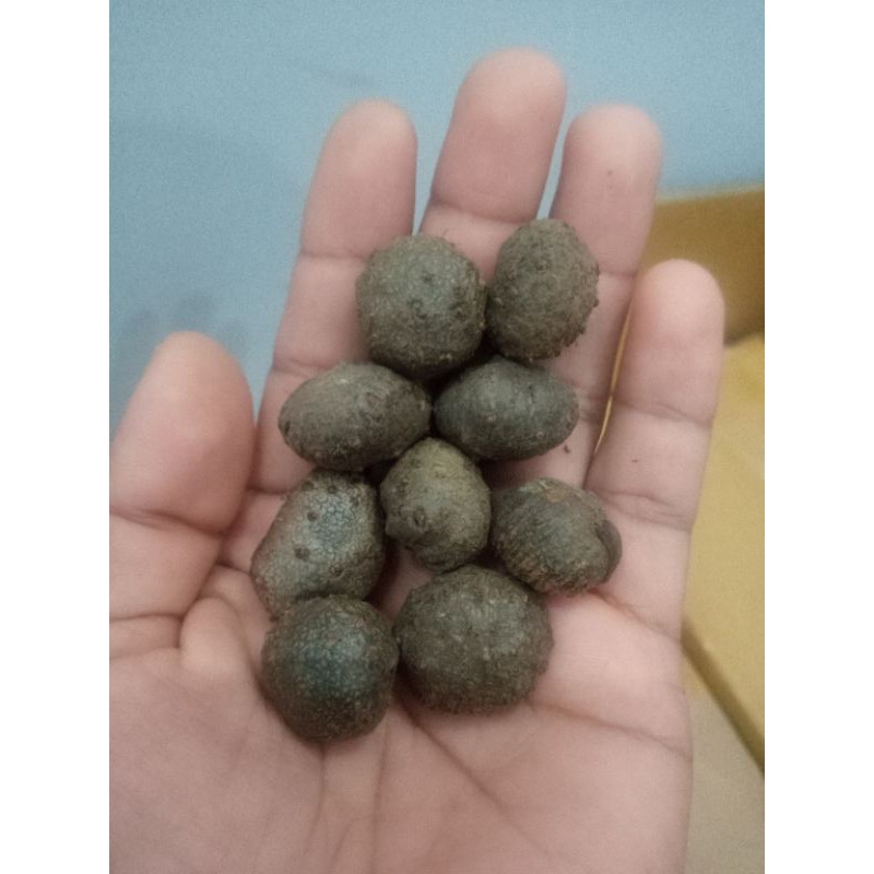 Bibit porang katak mini bijian asli dorman