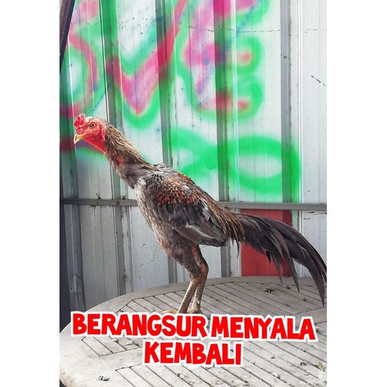 Jamu ayam GIRAS TJF BLITAR 16 stik jamu - ayam pucat