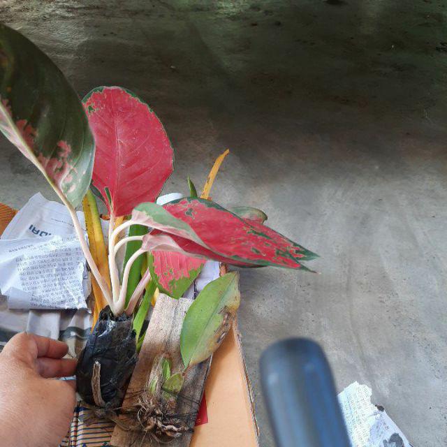 aglaonema aglonema  aglo suksom jaipong Shopee Indonesia