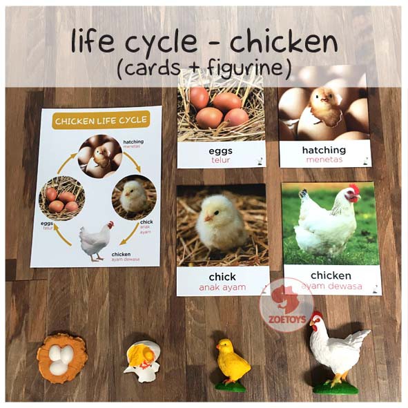 Zoetoys Paket Hemat Montess : Life Cycle Figures + Cards | Bee Butterfly Chicken Frog