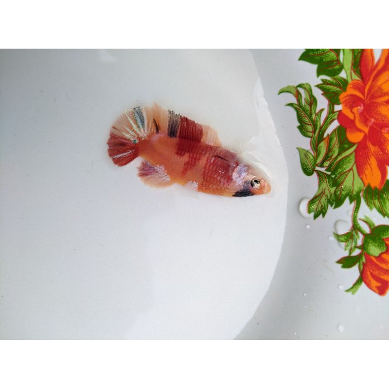 Female Nemoxy Cooper