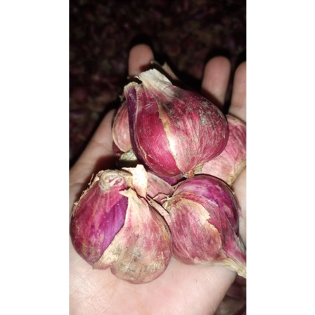 

BAWANG MERAH SUPER BREBES SUPER BAWANG MERAH GEDE BRAMBANG SUPER