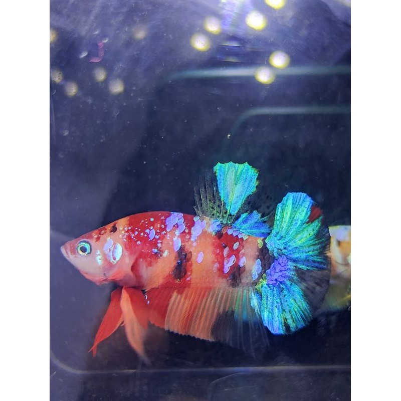 Ikan Cupang Hias Multicolor, Koi Galaxy , Yellow Base Cocok Untuk Hiasan