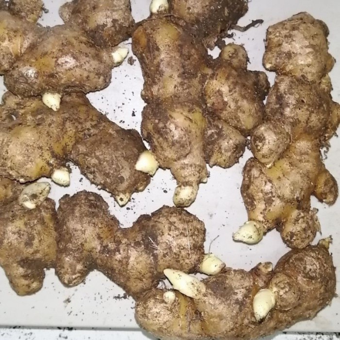 bibit jahe emprit bertunas