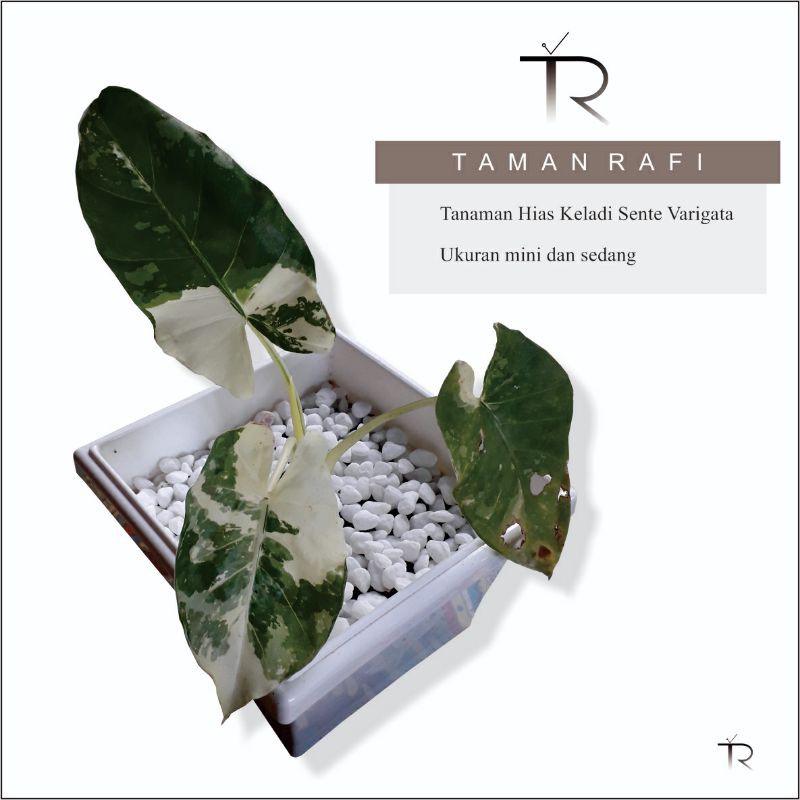 Tanaman Hias Keladi Sente Varigata