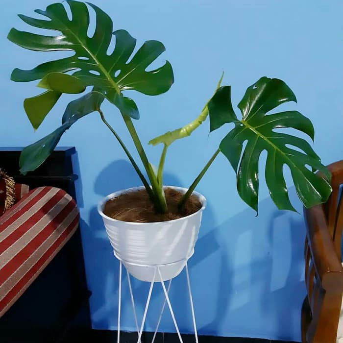 TANAMAN MONSTERA KING | BIBIT MONSTERA KING | INDOOR