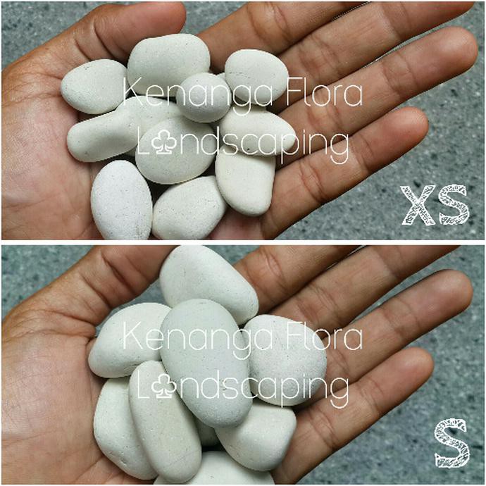 Batu Koral Putih Kupang 13kg S BERGARANSI