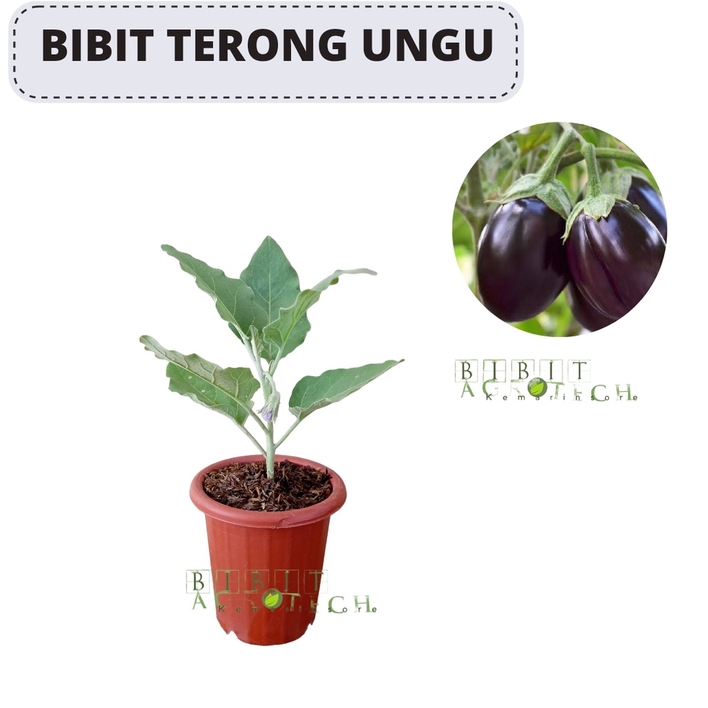 Bibit Tanaman Sayur Terong Unggul Super/Tanaman Terong Ungu Unggul