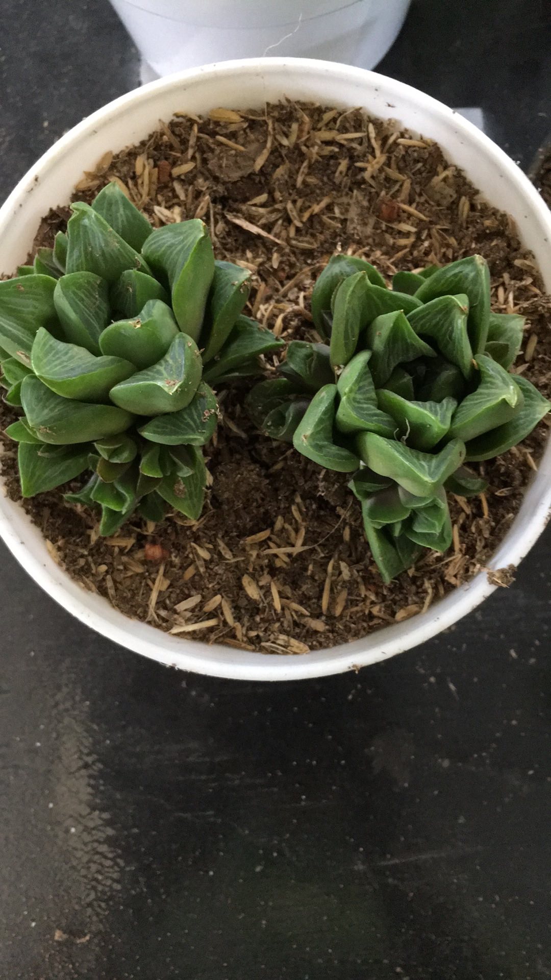 Haworthia Retusa