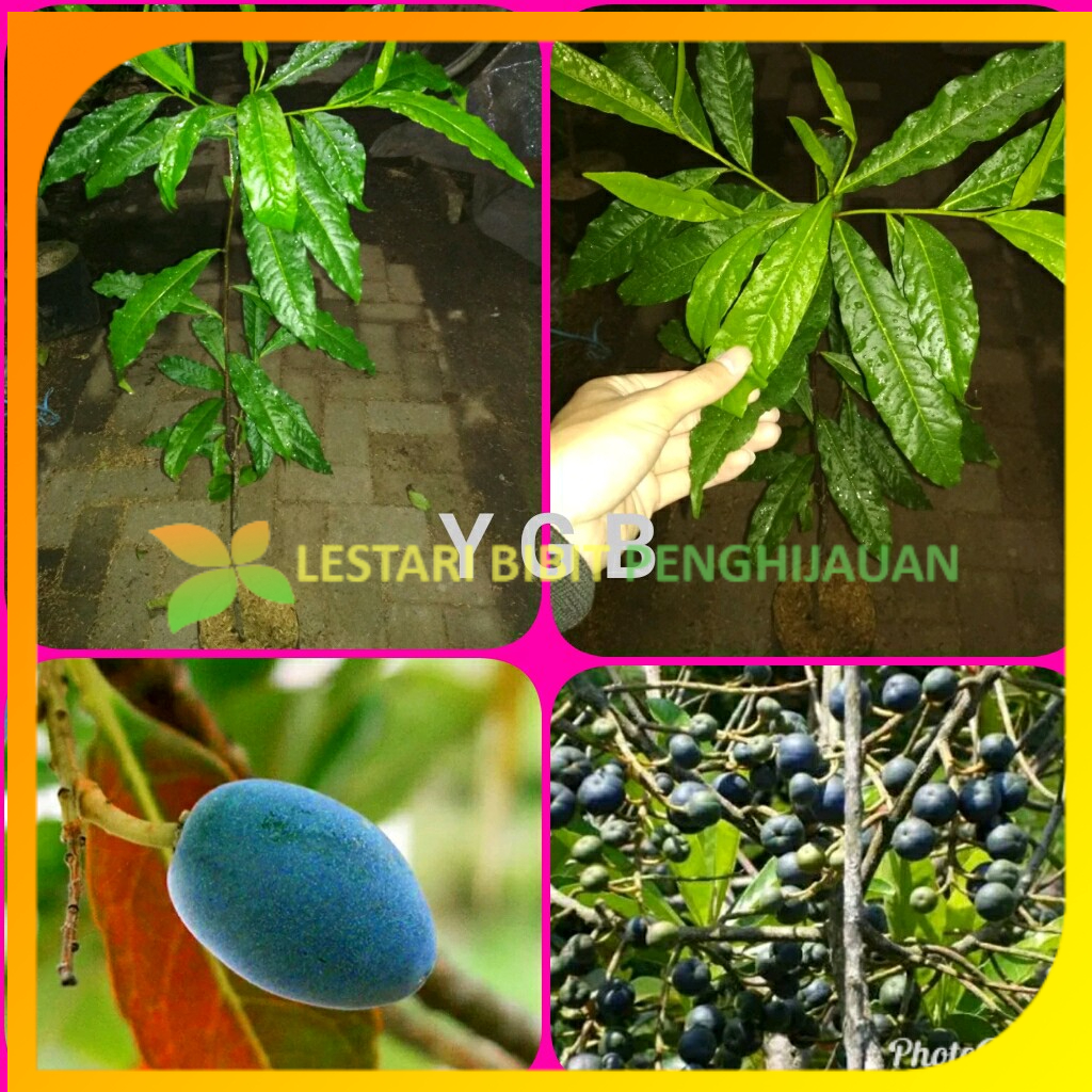 Jual Bibit Tanaman Jenitri Super Siap Tanam / Bibit Tanaman Jenitri Murah