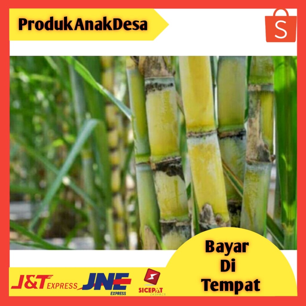 Jual Tebu Kuning Manisbibit Tebu Kuning Manis Siap Tanam Shopee Indonesia 1194