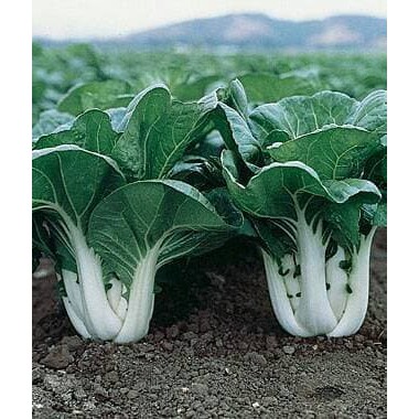 Benih Sawi Pak Choy White 20ml Cap Takii Seed