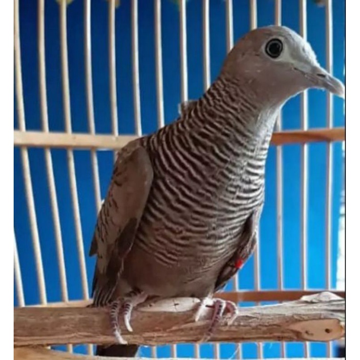 Burung perkutut cemani kol buntet