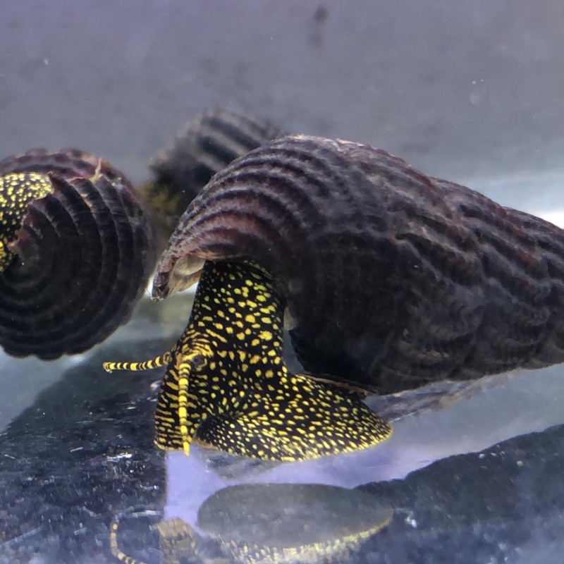 Golden neon rabbit snail