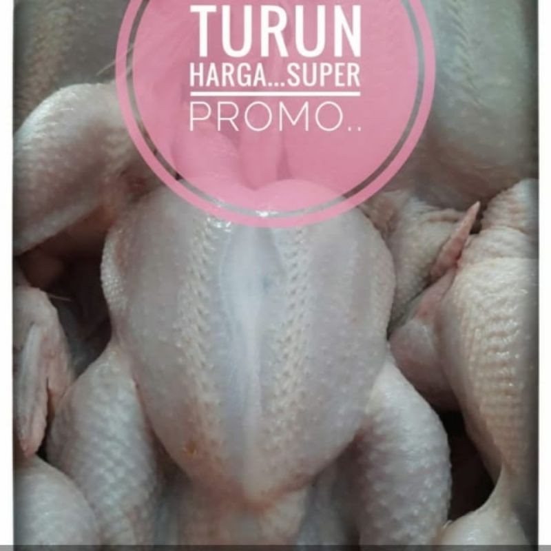 

Ayam Fresh 1 Ekor+jeroan