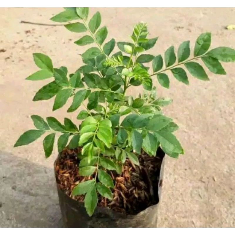 bibit tanamam kari koja (salam koja)