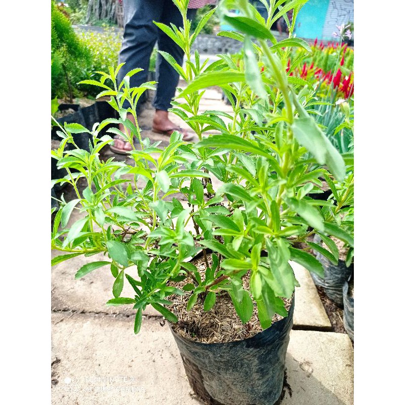 

Daun Stevia Daun Manis Pengganti Gula