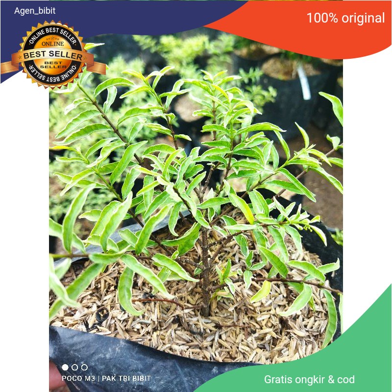 bibit anting putri mikro varigata