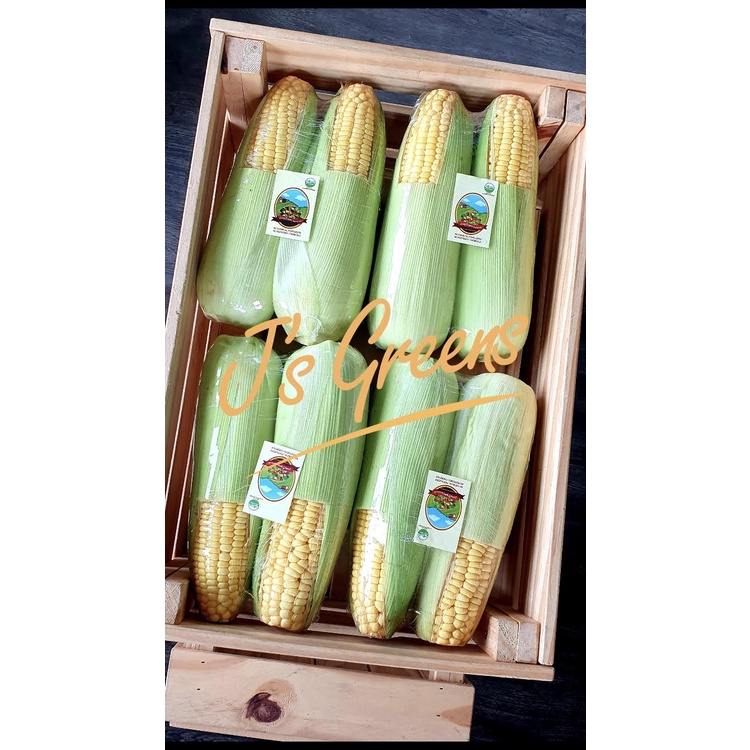 

Jagung Manis Organik Living Organic 1kg
