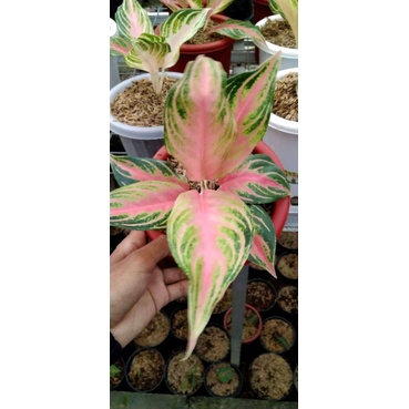ANAKAN TANAMAN HIAS AGLONEMA PINK SUNSET//BABY AGLONEMA PINK SUNSET
