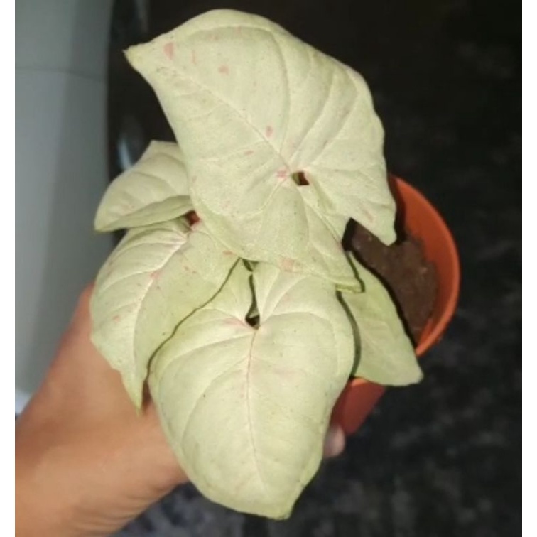 Syngonium milk confetti