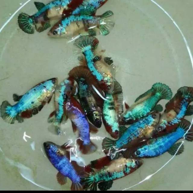 Ikan Cupang Betina Fancy Ikan Cupang Plakat Ikan Cupang Female Ikan Hias Shopee Indonesia