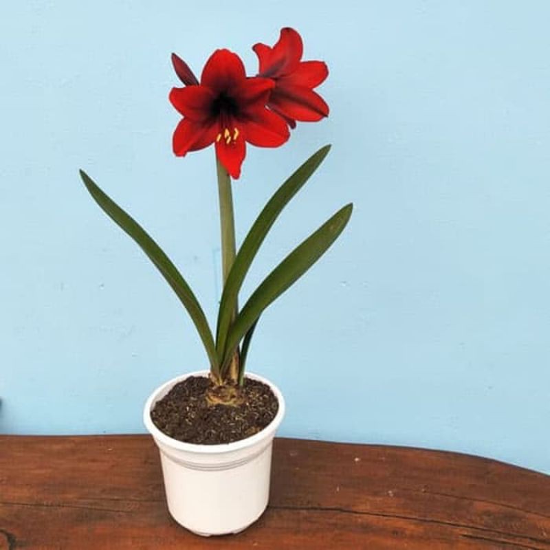 Tanaman hias bibit Bakung amarylis bunga merah- Bakung bunga merah