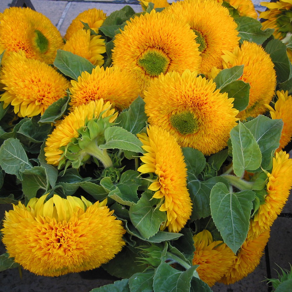 PlantaSeed - 10 Seeds - Teddy Bear Sunflower Biji Bunga - PAS0237