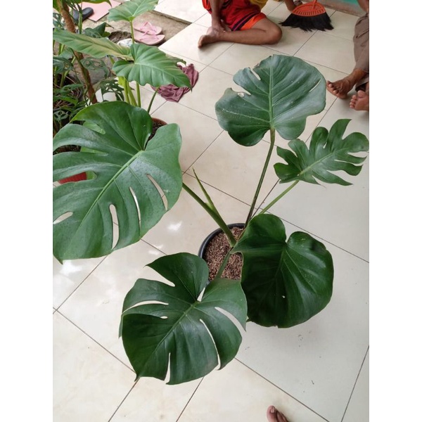 monstera king-tanaman hias monstera king