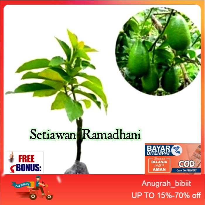 Bibit Tanaman Buah Alpukat Tanpa Biji Unggulan