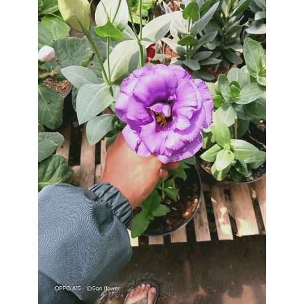 PAKET 3 WARNA BIBIT LISIANTHUS TANAMAN HIDUP MAWAR TANPA DURI