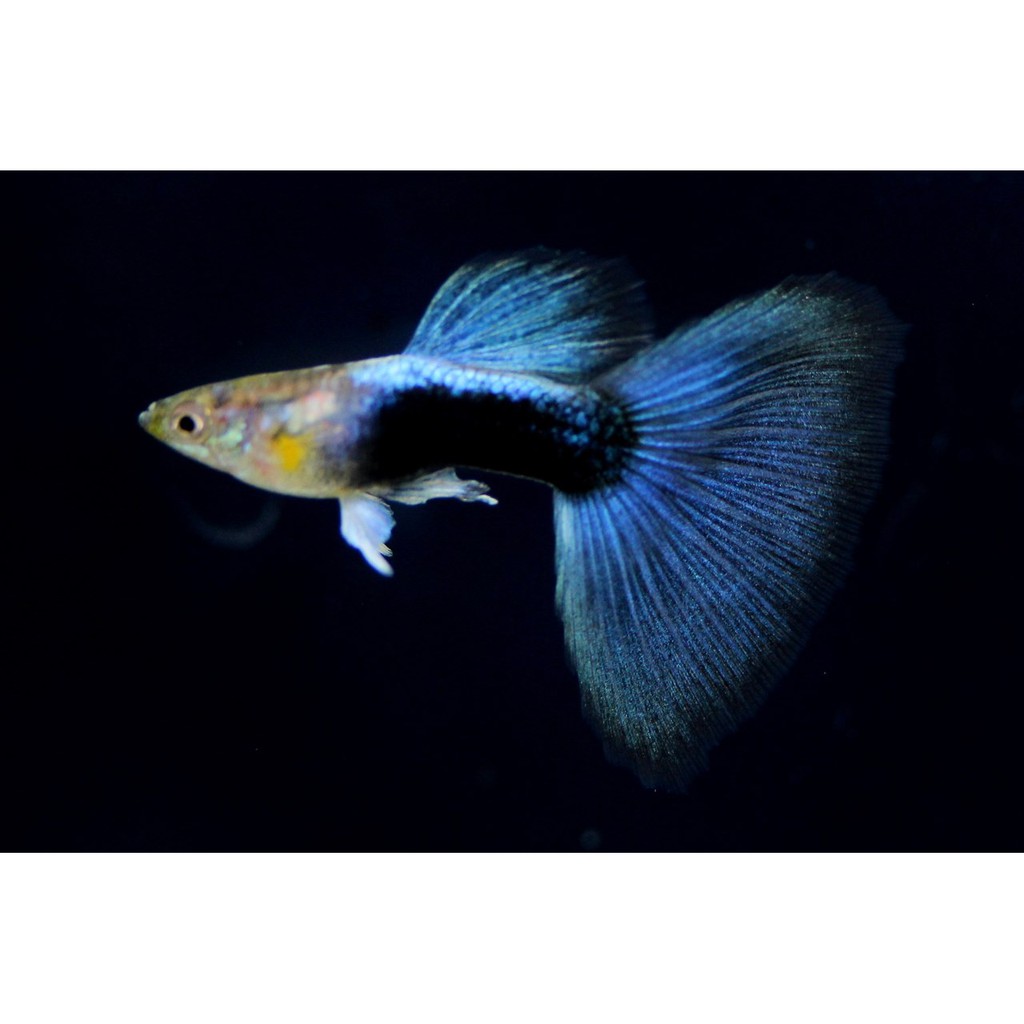 Ikan hias guppy HB Blue
