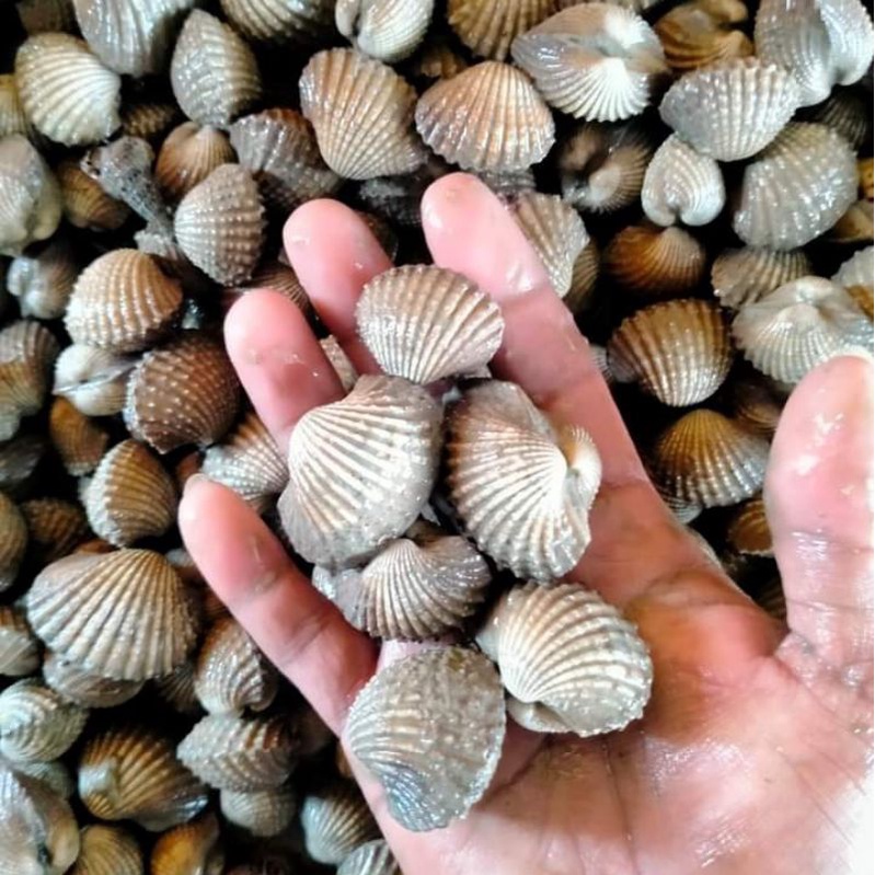 

Kerang Dara Segar 1 Kg