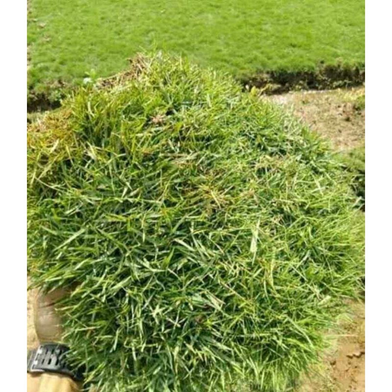 rumput jepang // rumput peking jepang