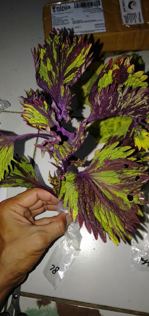 No 31 Tanaman Hias Miana/coleus/iler/jawe Kotok