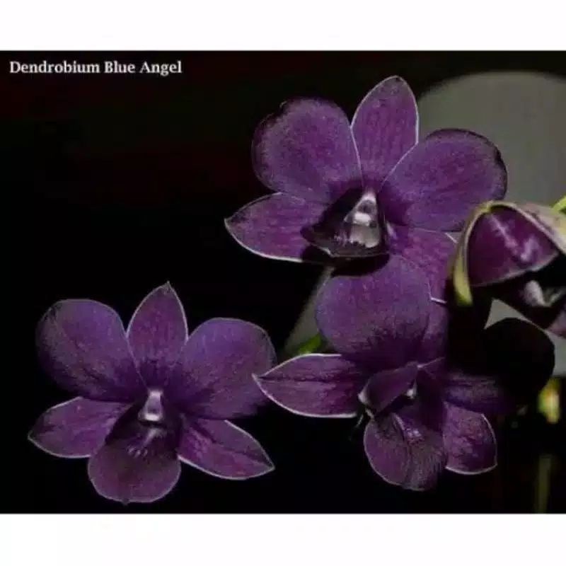 anggrek sedlling dendrobium blue angel
