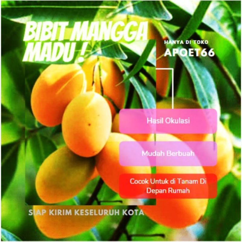 Tanaman Buah Mangga Madu