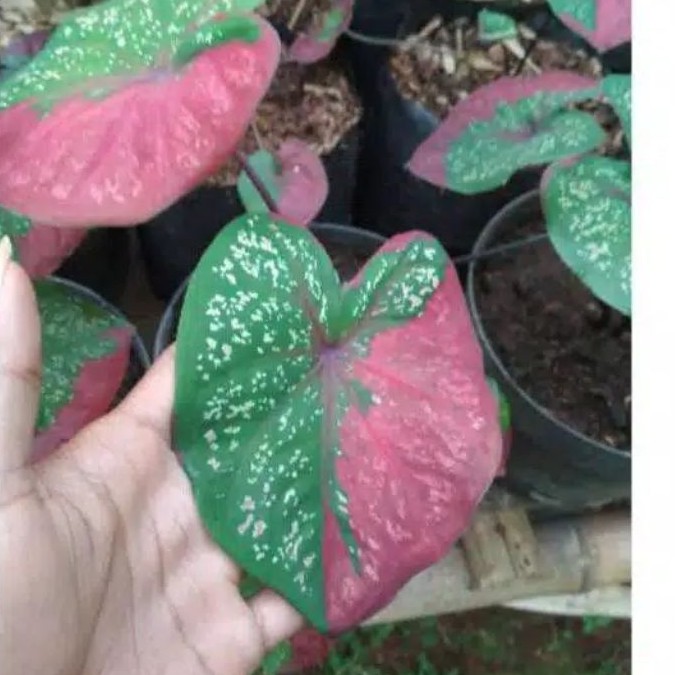 keladi baret , caladium baret , keladi topeng , keladi tricolour , keladi hias