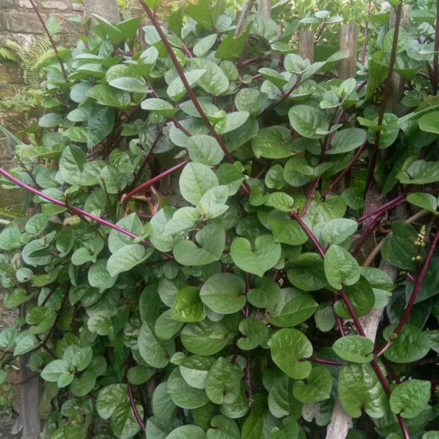 

Daun binahong merah/daun gendola segar 100 gram