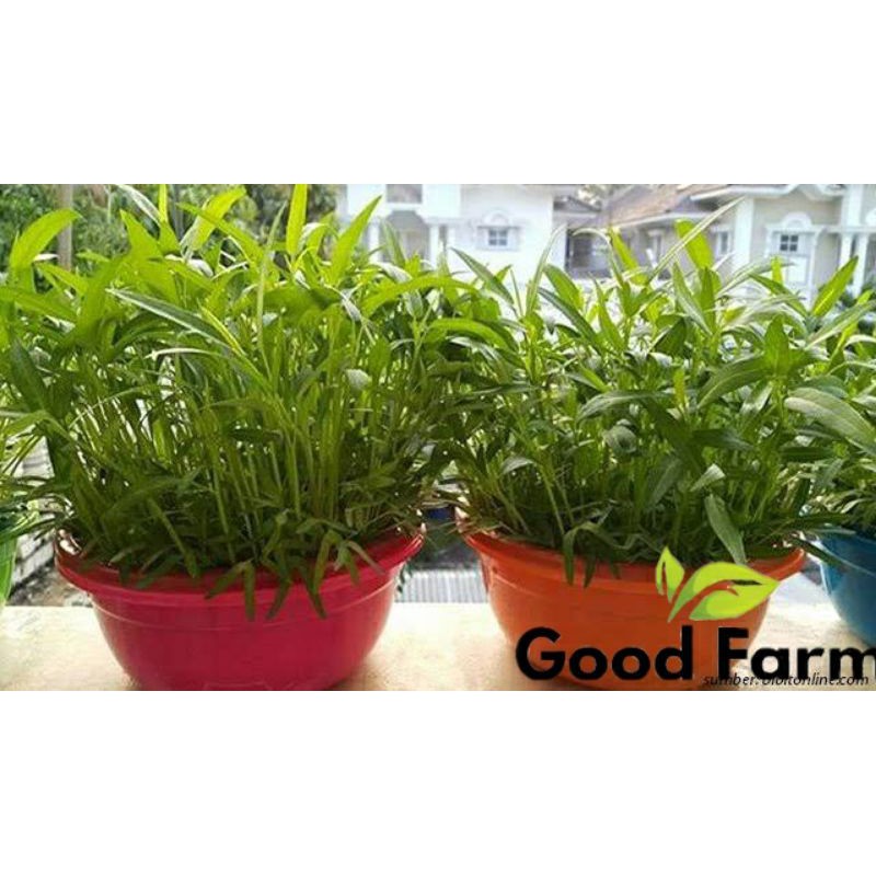 BENIH KANGKUNG KEMASAN EKONOMIS