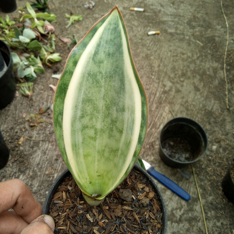 Sensivera masonia varigata putih +pot