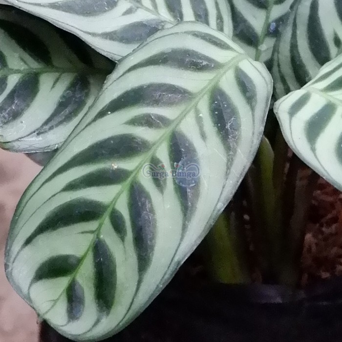 calathea burlemarx-kalatea sepat-tanaman hias daun