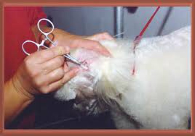 Ear canal cleaner tool