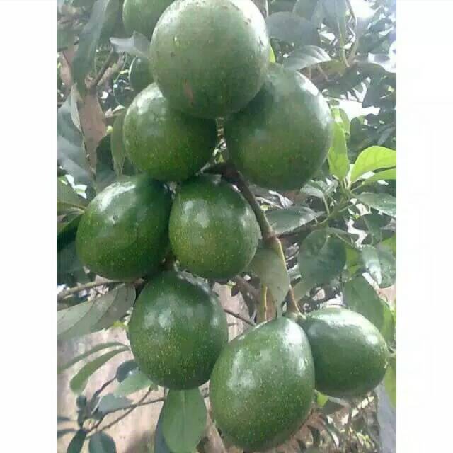 bibit alpukat apokat miki super