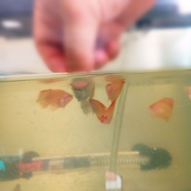 Discus Rayakan Size 2cm