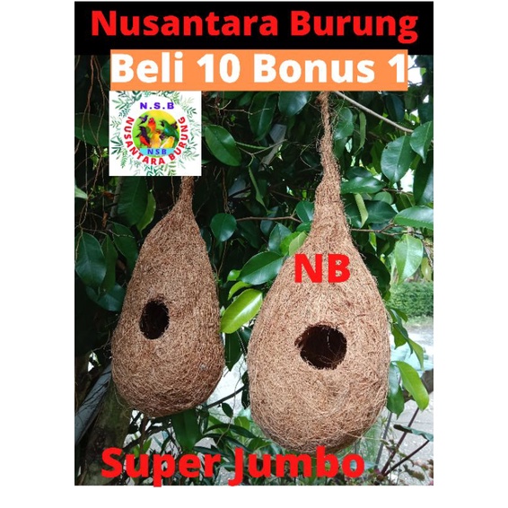 Glodok Burung Lovebird Sangkar Bertelur Burung Lovebird Kenari Murai Batu