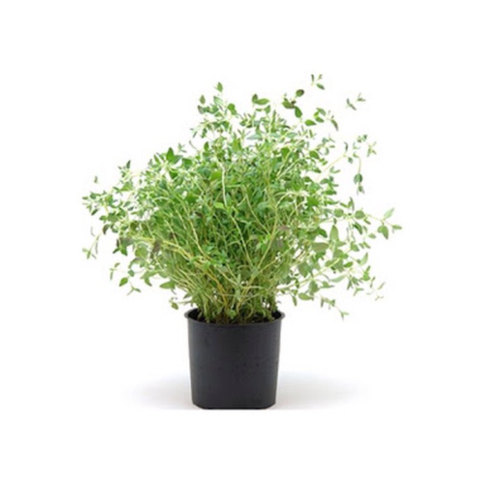 Tanaman Herbal Thyme